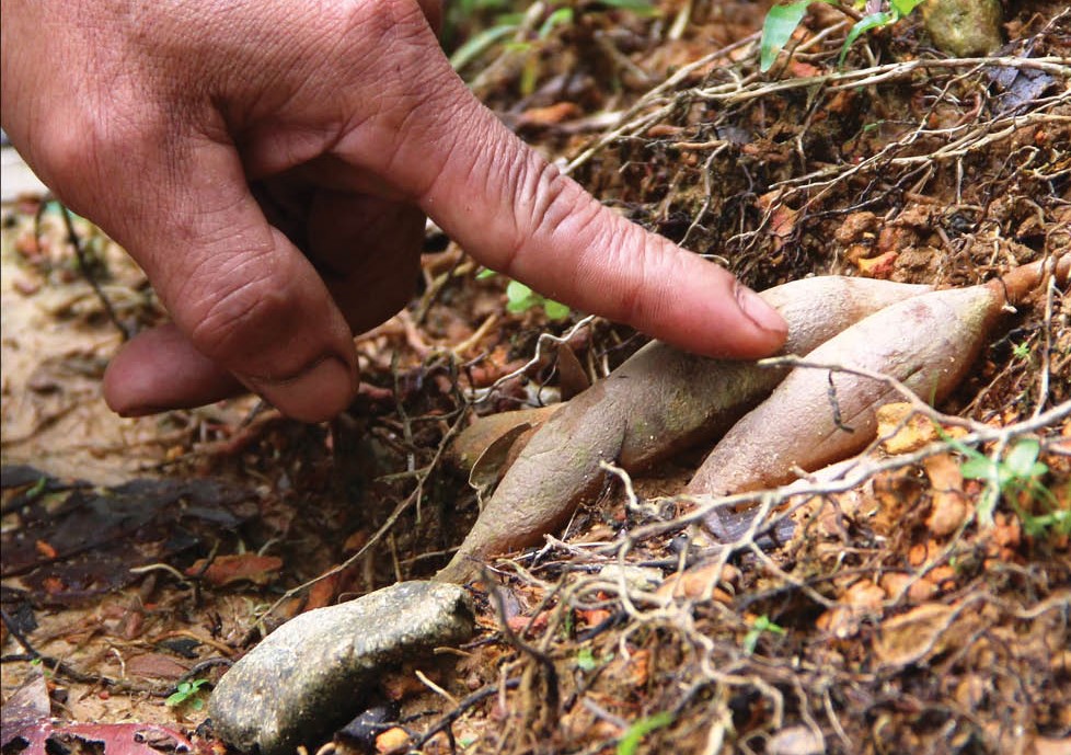 Growing ginseng   against deforestation
