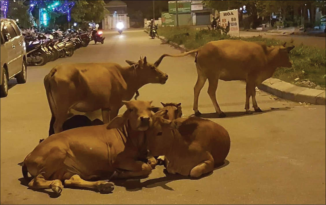 Mất mặt vì  bò