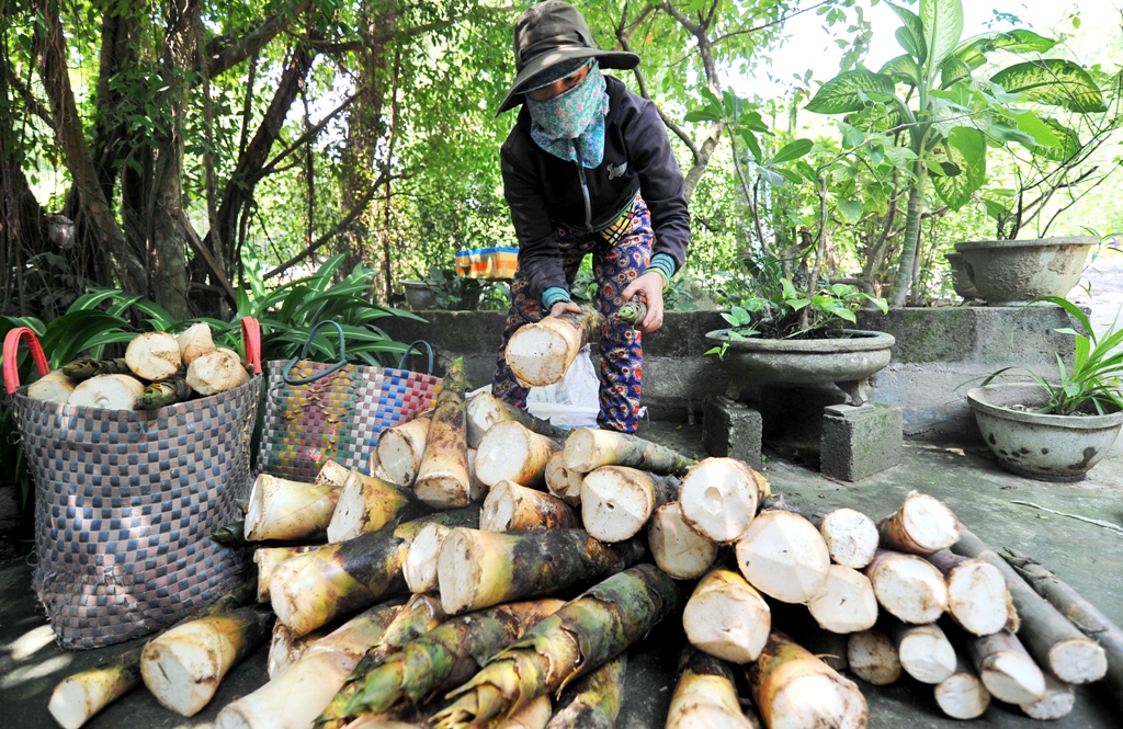 Luồn biền “ăn” măng