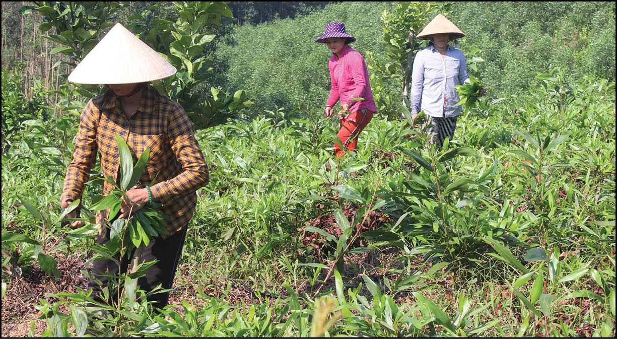 Một góc “bức tranh” thoát nghèo ở Hương Thủy