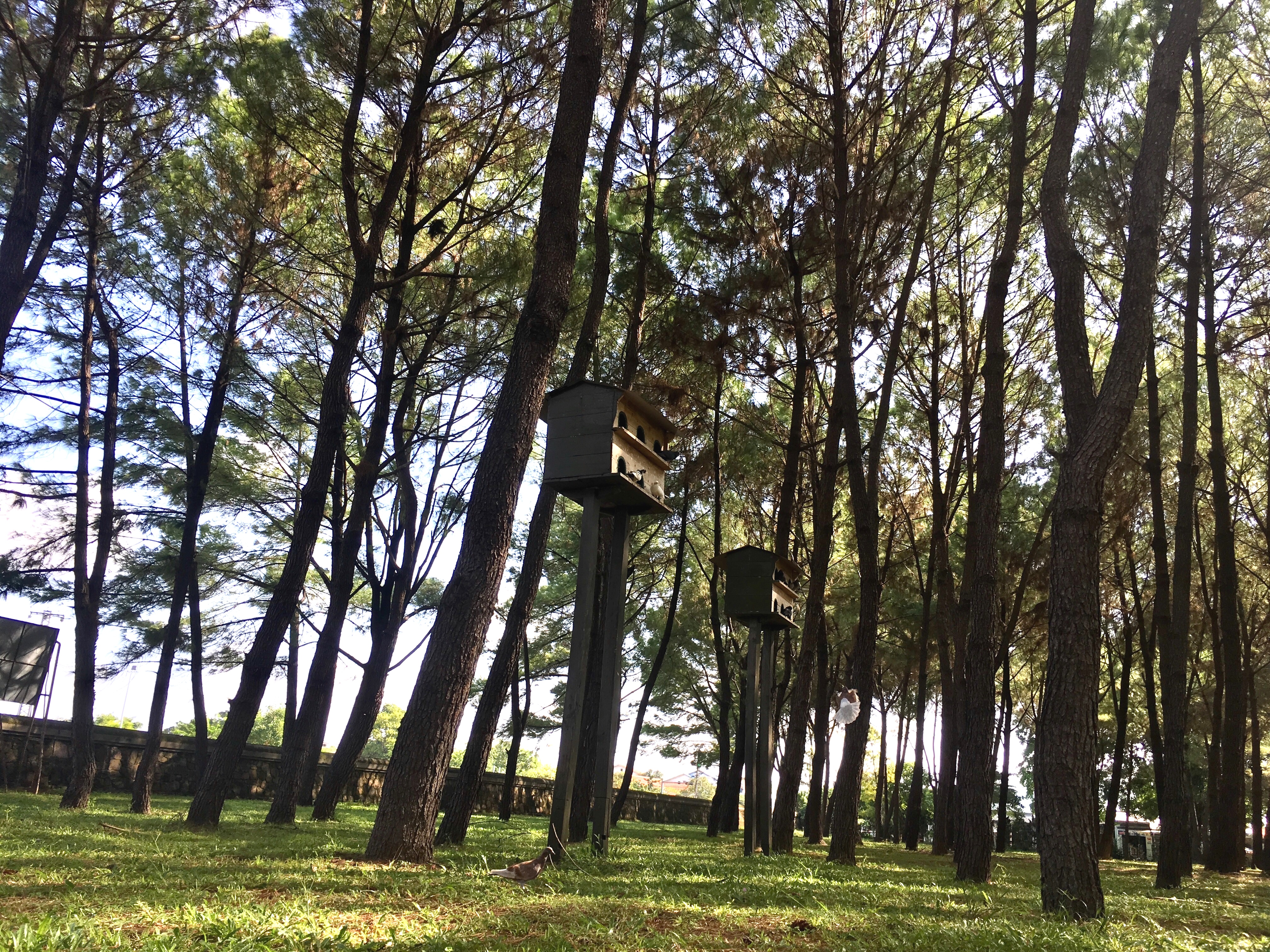 Only the rustling of the pine trees remains