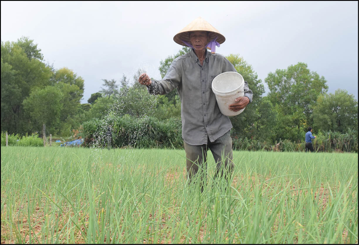 Cây ném mất mùa, rớt giá