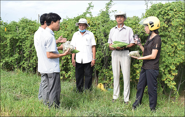 Mướp đắng trái vụ ở Phong Điền