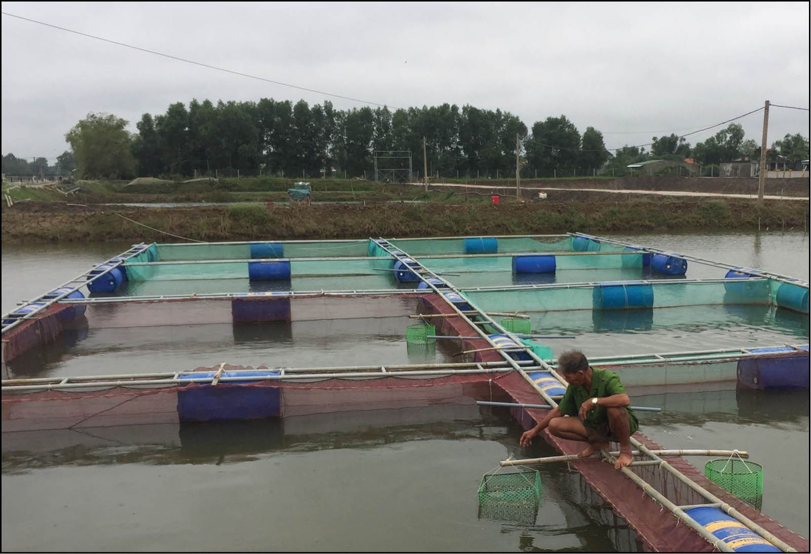 Chình Anguillidae farming makes a profit of billions of Dongs