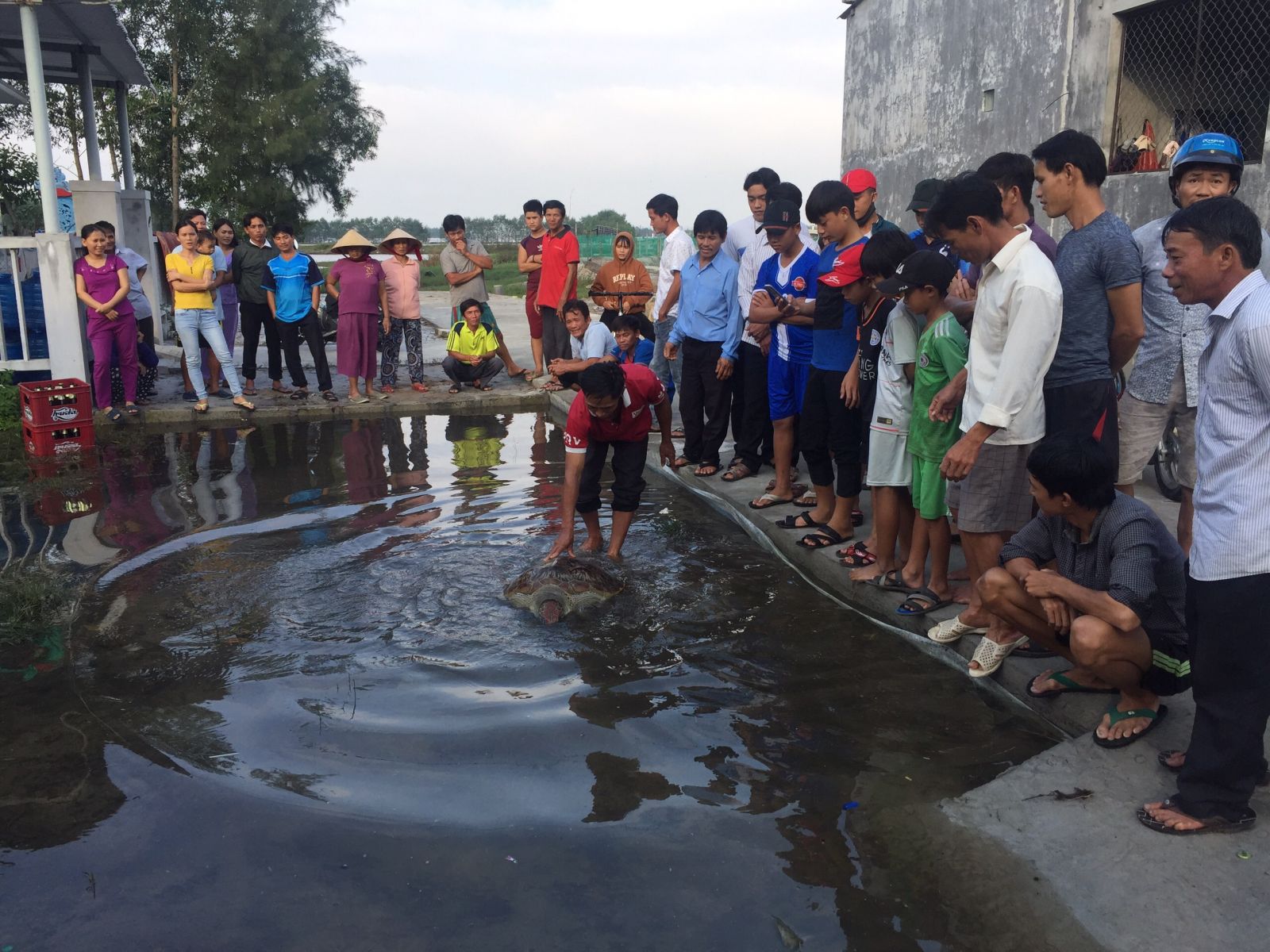 A turtle in the Red Book released into the sea