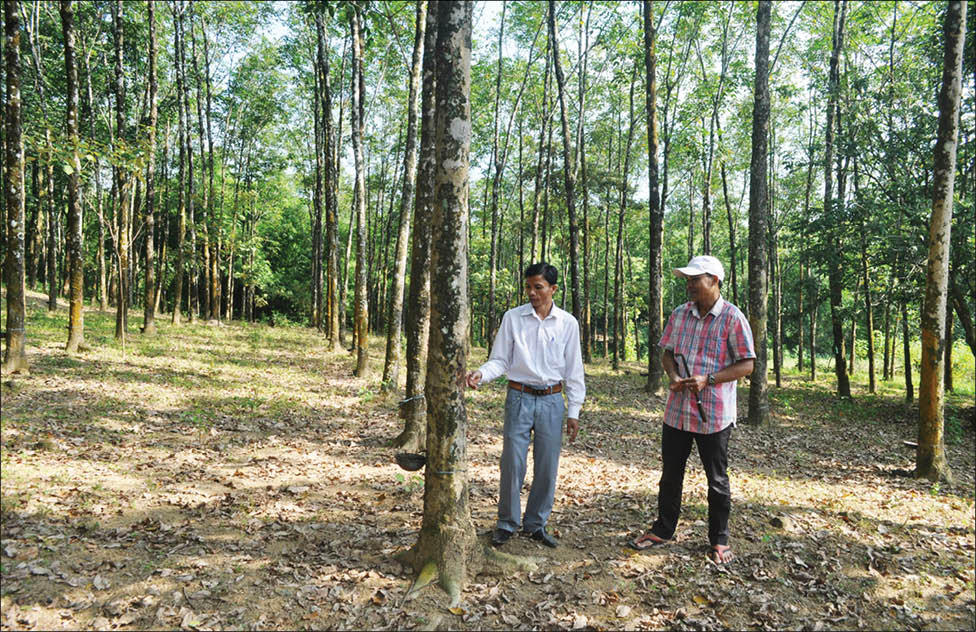 Vận động người dân giữ cây cao su