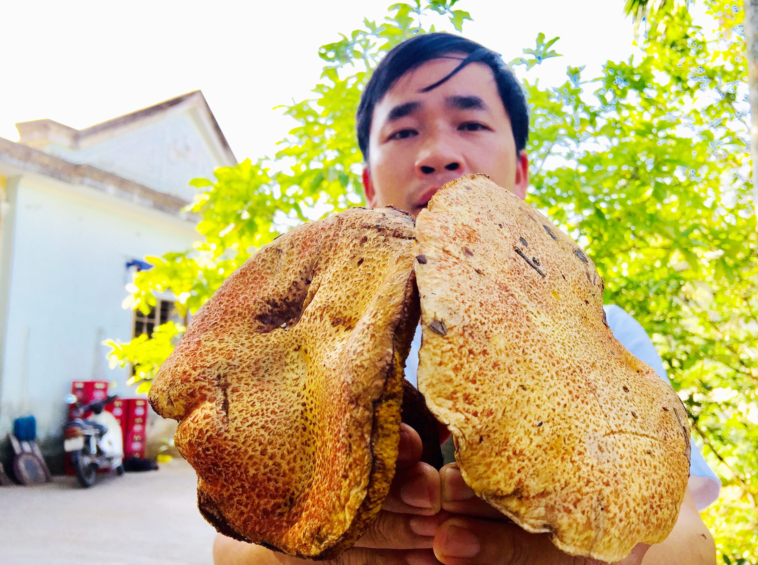 Đầu đông nhổ nấm thông rằng