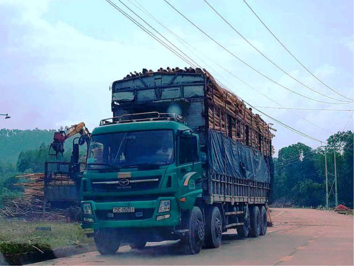 Khó xử lý xe chở keo tràm có dấu hiệu quá tải
