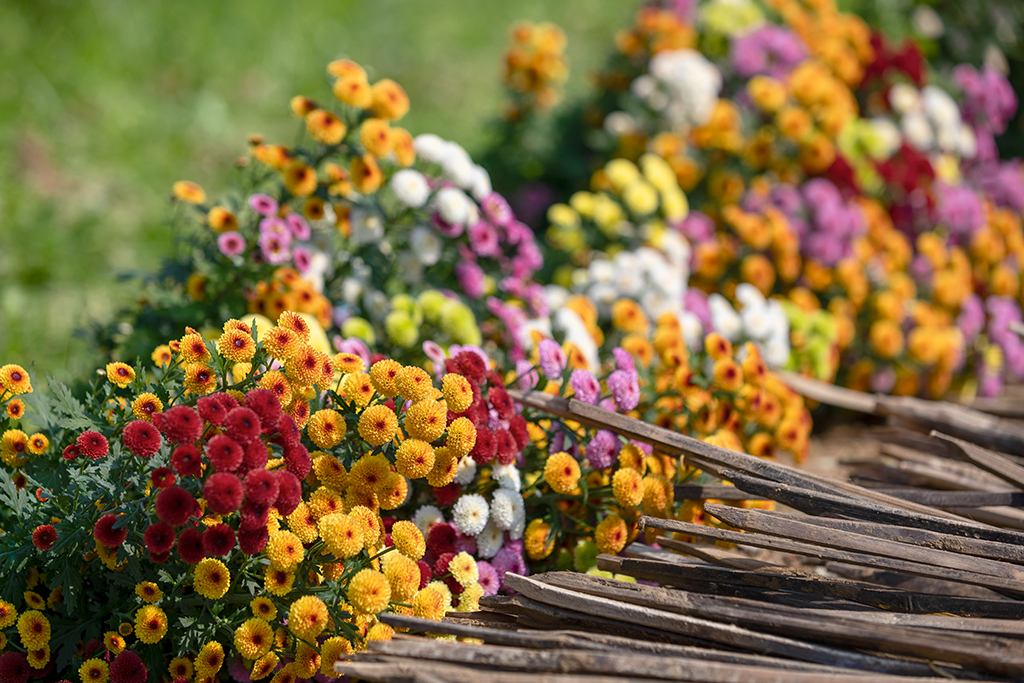 Countryside flowers come to town