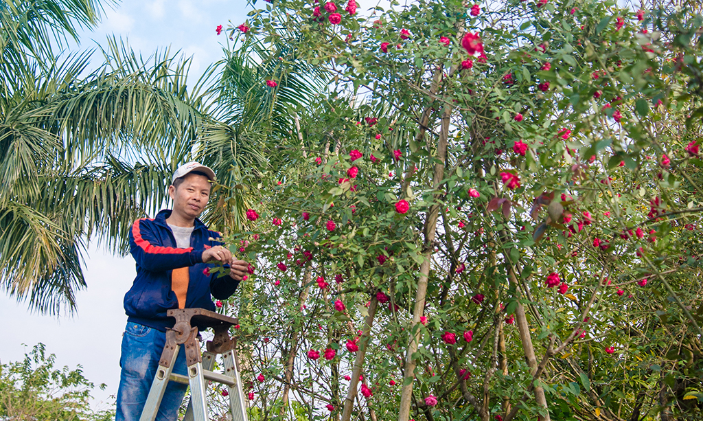 Hồng cổ thuần Huế