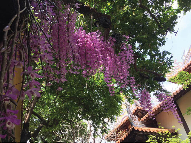 Orchids at a pagoda
