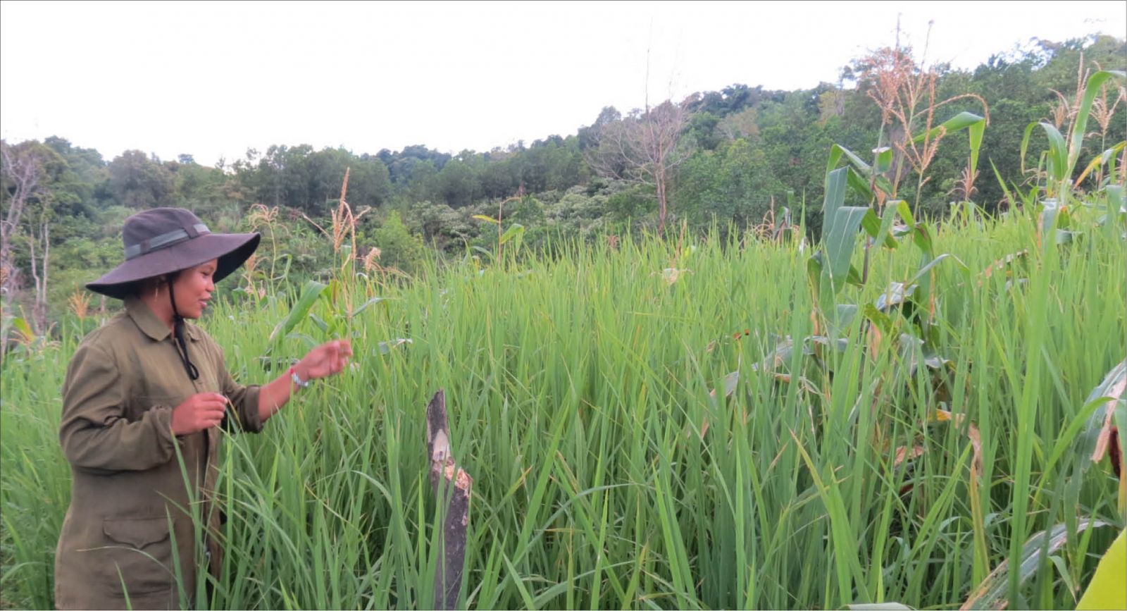 Awakening sacred rice