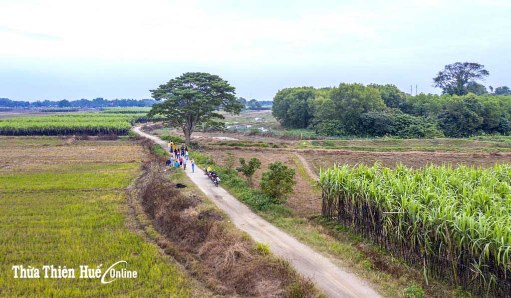 Why does Victor Vu, the director, choose the Lonely tree in Ha Cang village