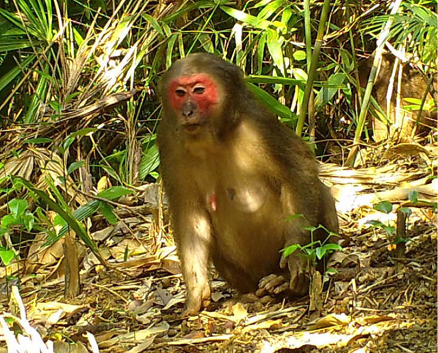 Ghi nhận nhiều loài động vật quý hiếm