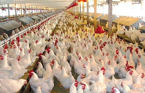 Ngành công nghiệp gia cầm kỳ vọng khởi sắc trong năm 2020