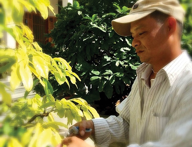 Mai “cành vàng, lá ngọc”