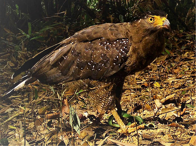 Phong Dien Nature Reserve records many rare and precious animals