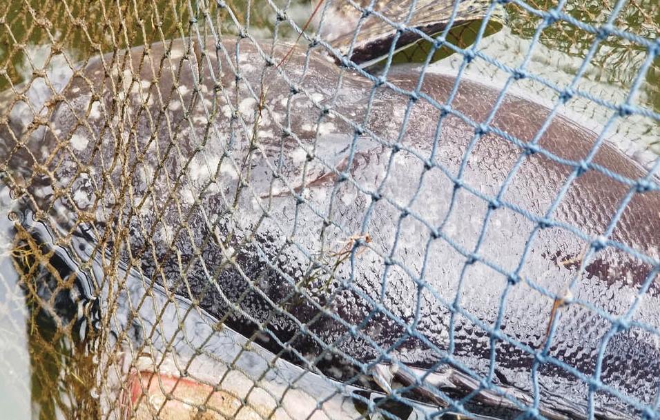 Passions for the giant grouper