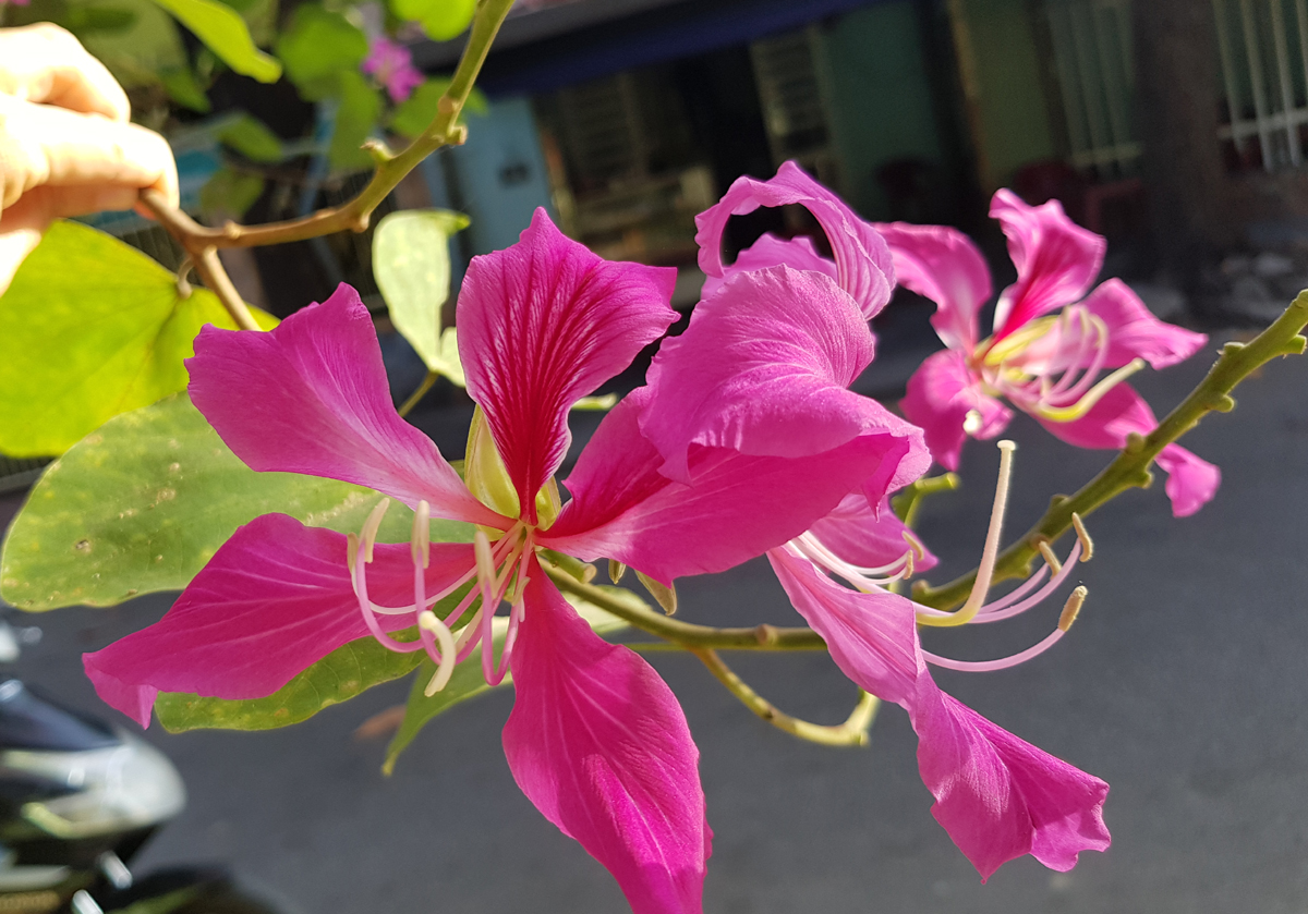 Mùa hoa hoàng hậu