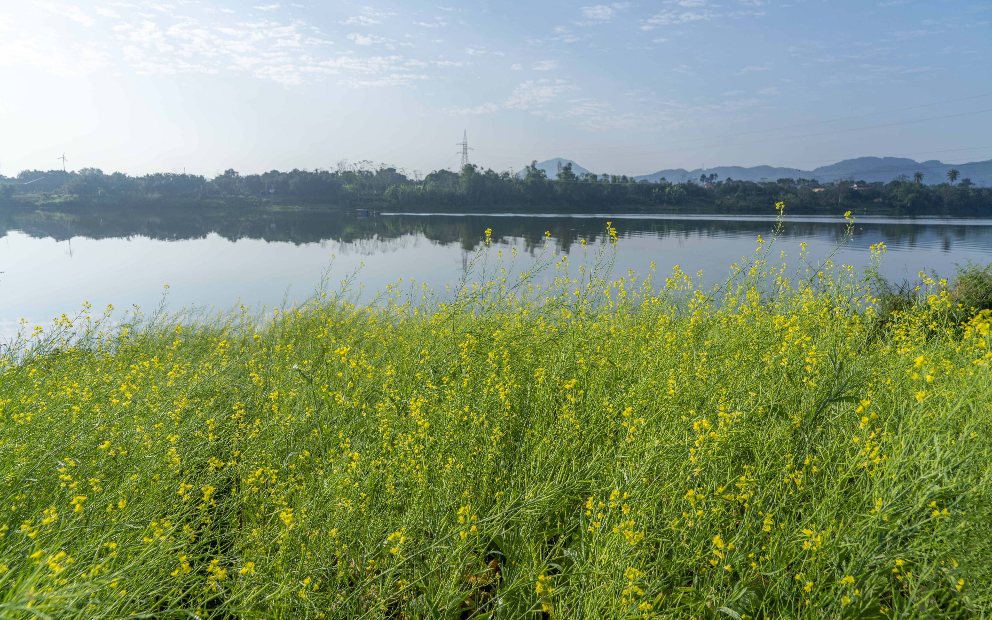 Luống cải ven sông