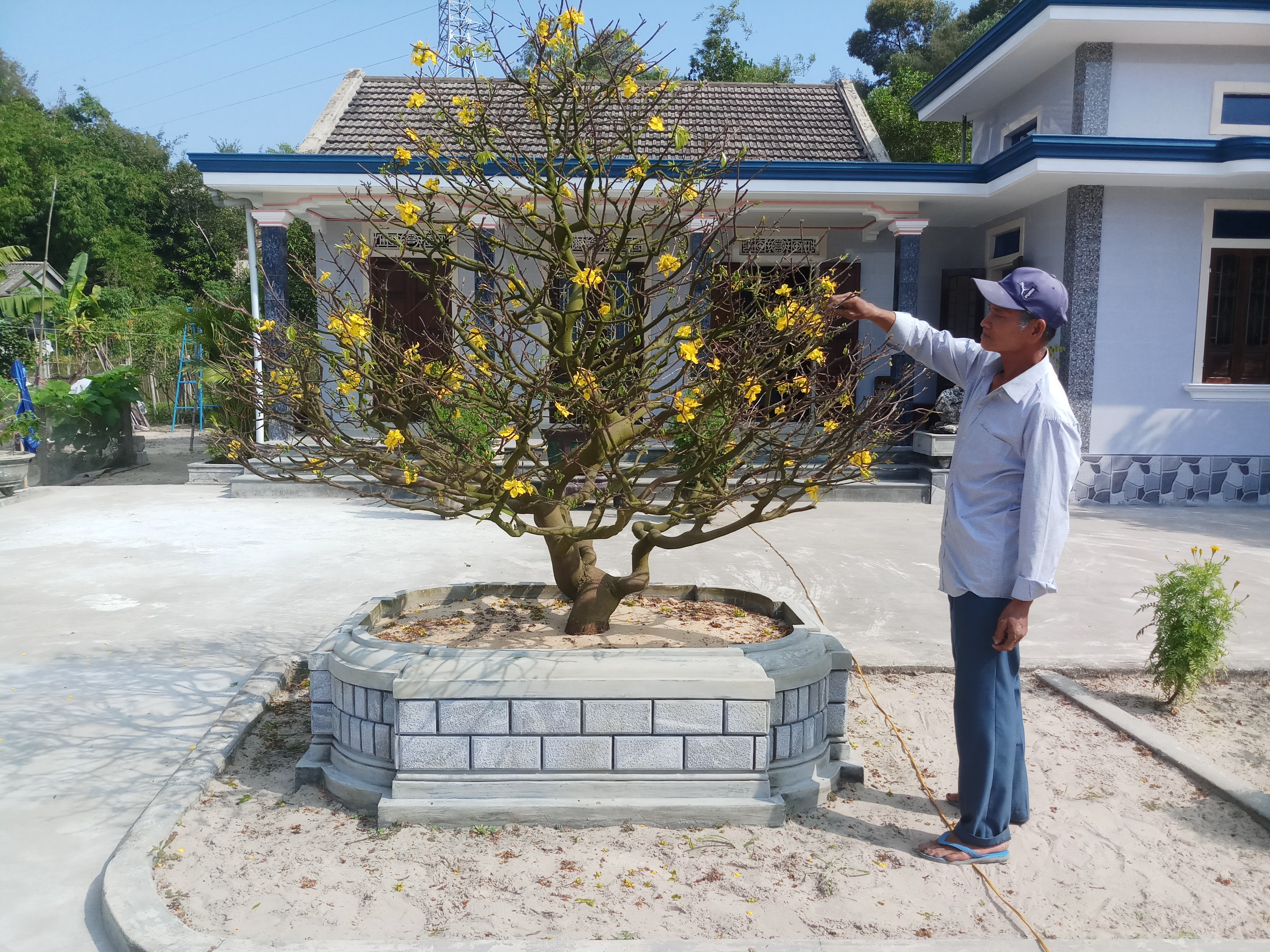 Mai Điền Hòa được giá, người dân có cái tết ấm