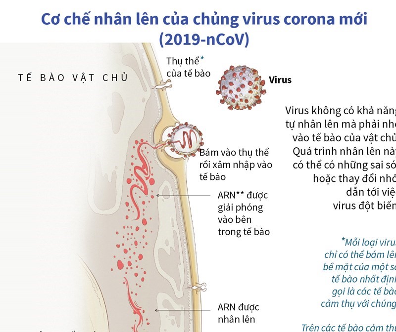 Cơ chế nhân lên của chủng virus 2019-nCoV