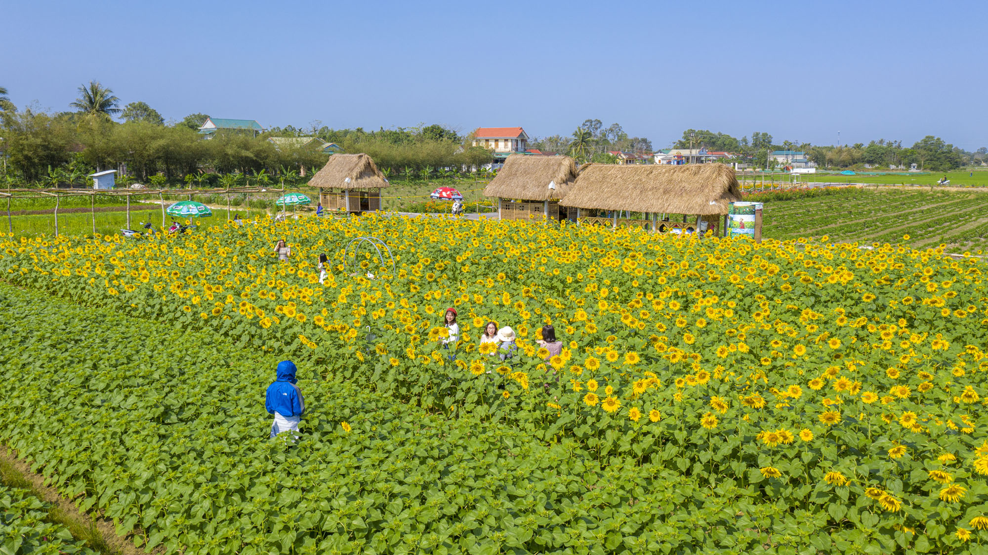 Khoe sắc những cánh đồng hoa ven đô