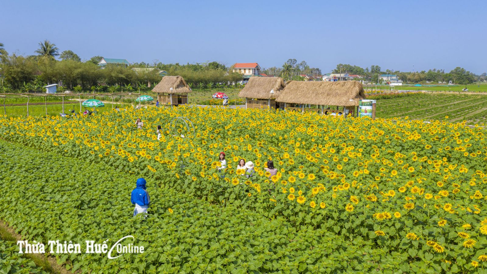 Picturesque suburban flower fields