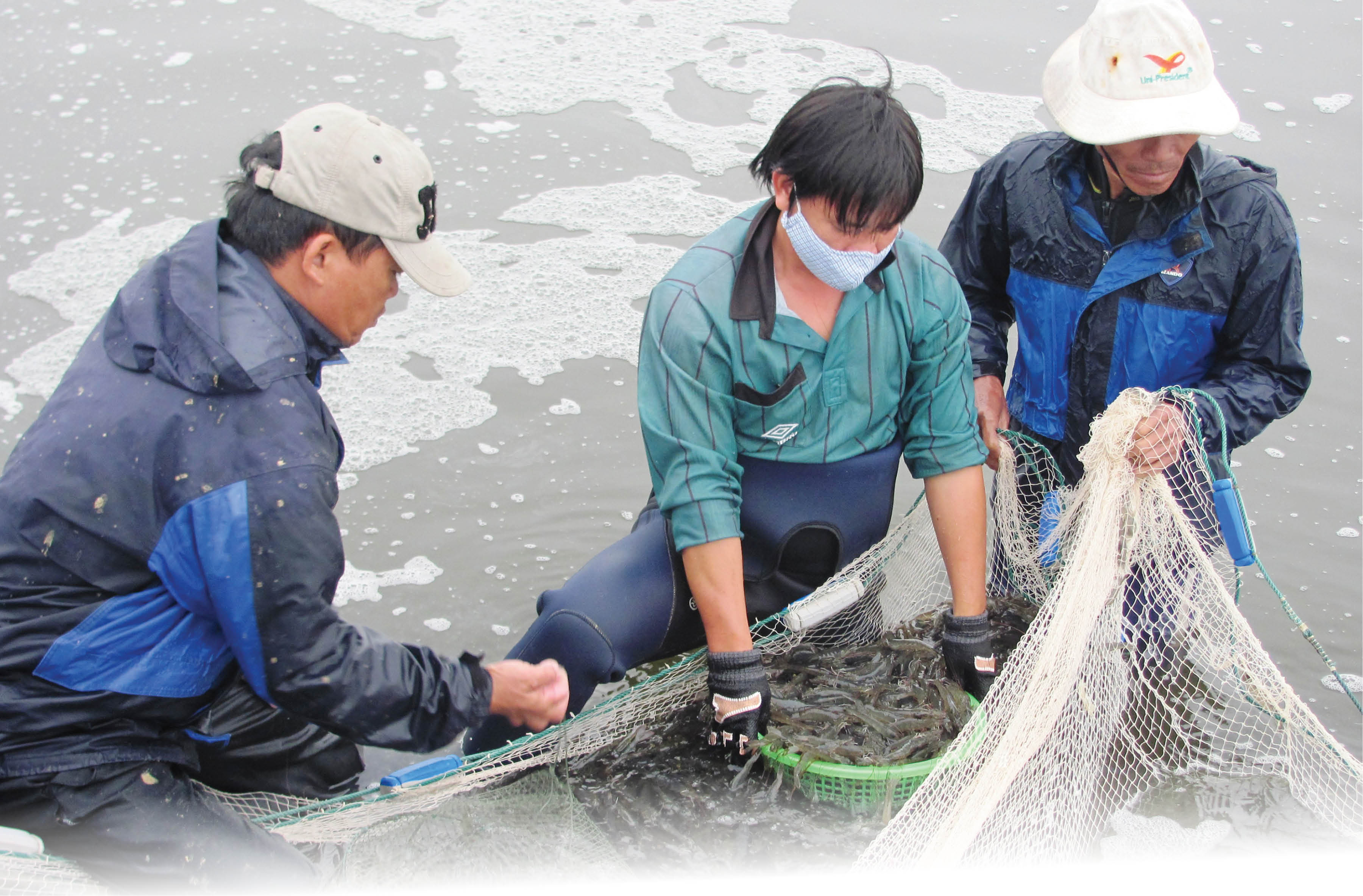 Xây dựng chuỗi giá trị tôm Bài toán cần có lời giải