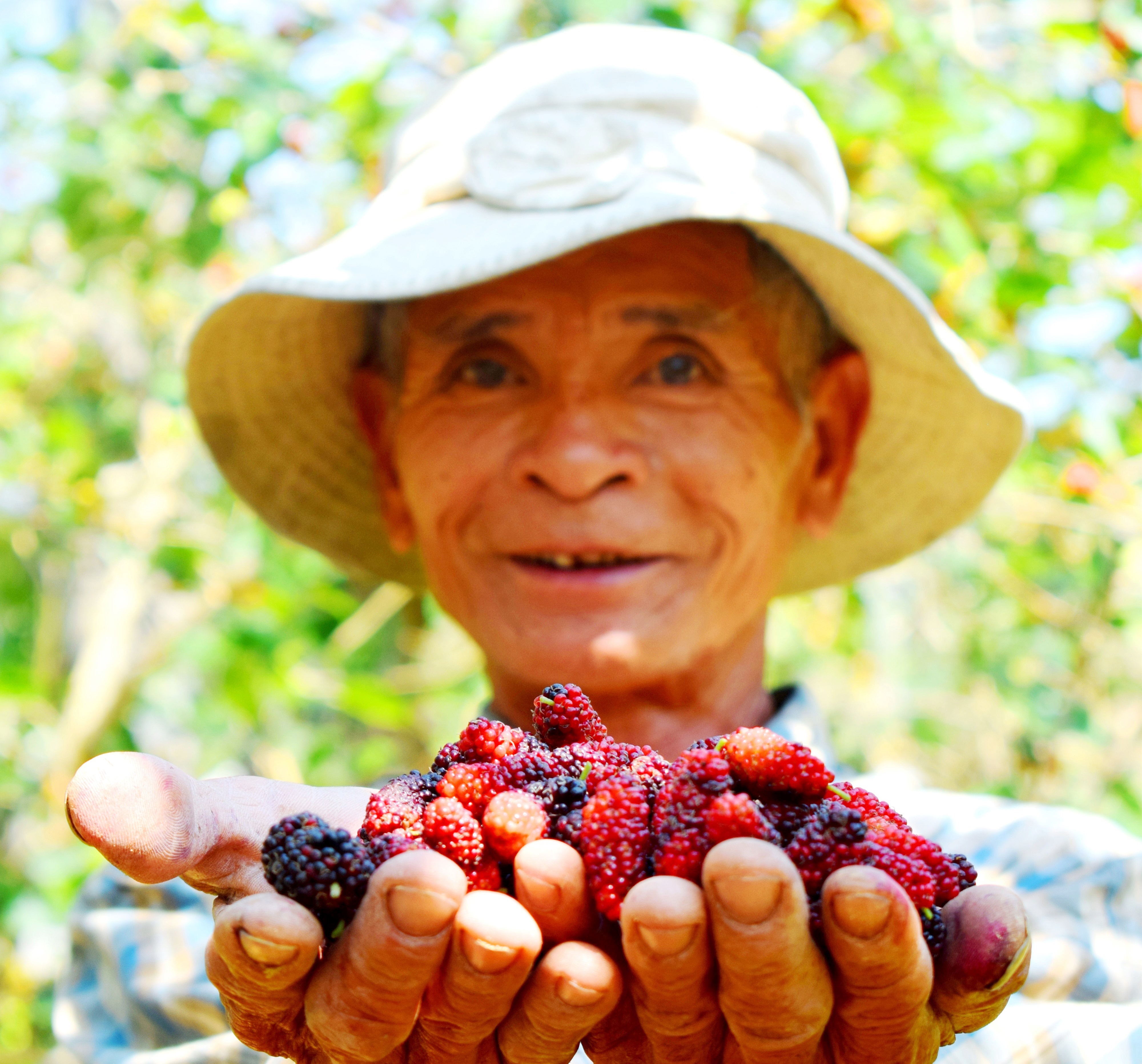 Mùa dâu tằm Phong Hiền