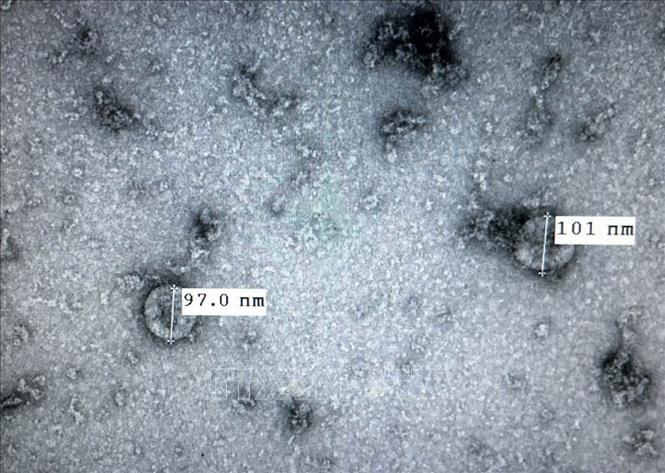 Giới khoa học Việt nhập cuộc nhanh trong nghiên cứu virus SARS-CoV-2