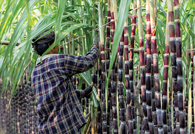 Cạnh tranh với giá trên trời