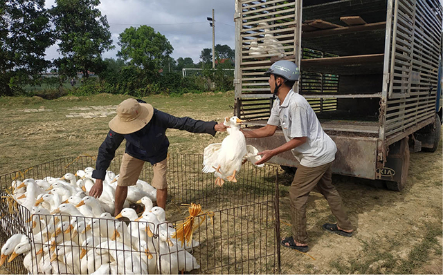 Hỗ trợ người chăn nuôi tiêu thụ sản phẩm