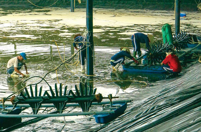 Nuôi tôm khép kín An toàn  hiệu quả