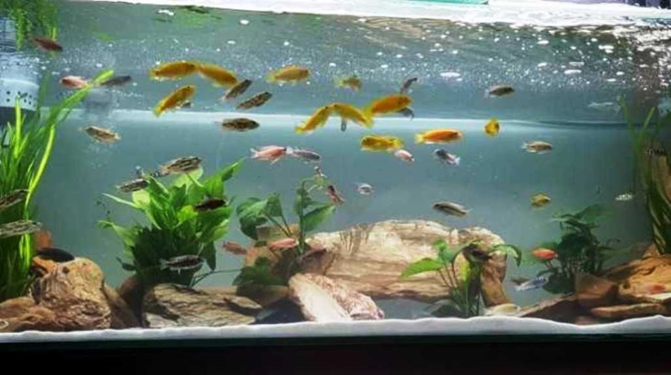 Ở nhà mùa dịch và bài học từ những chú cá