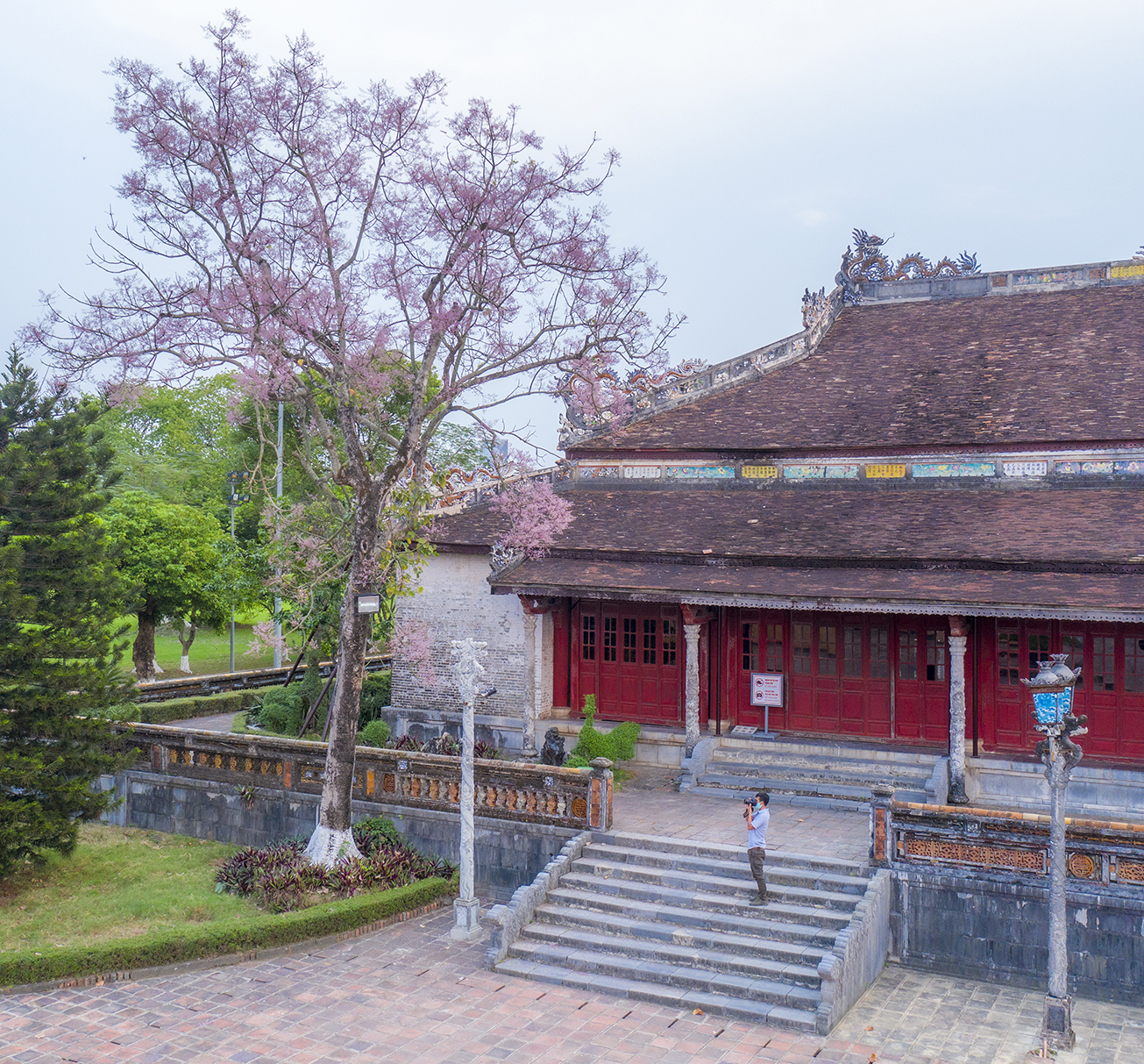 Amazingly beautiful firmiana simplex flowers in the Imperial Citadel