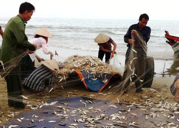Mùa cá vùng biển lộng