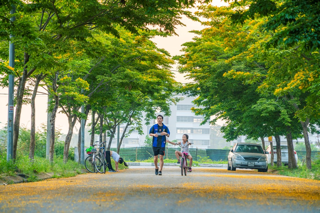 Lặng lẽ mùa hoa sưa vàng