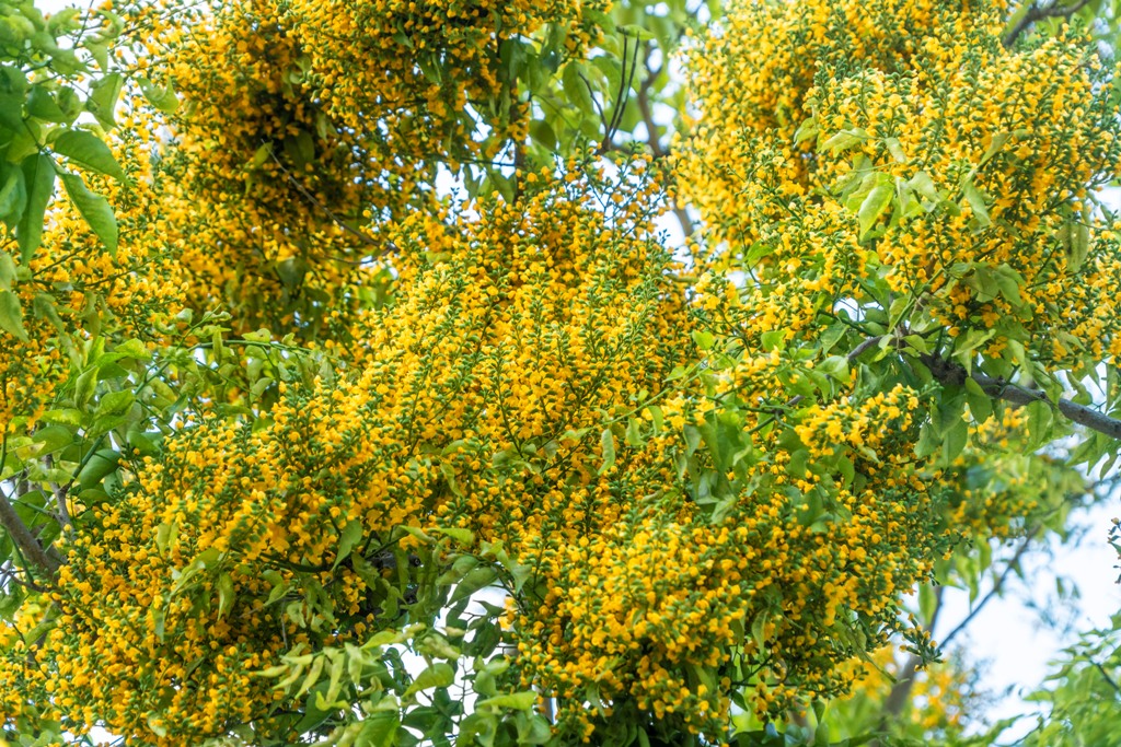 The silent dalbergia boniana flower season