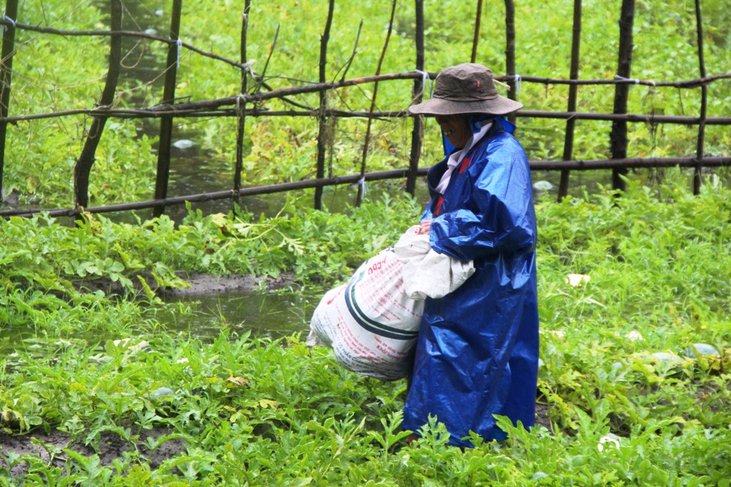 Cứu dưa giữa ngày mưa