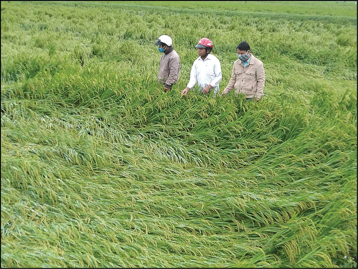 “Saving” 16,000 hectares of flooded and fallen rice fields