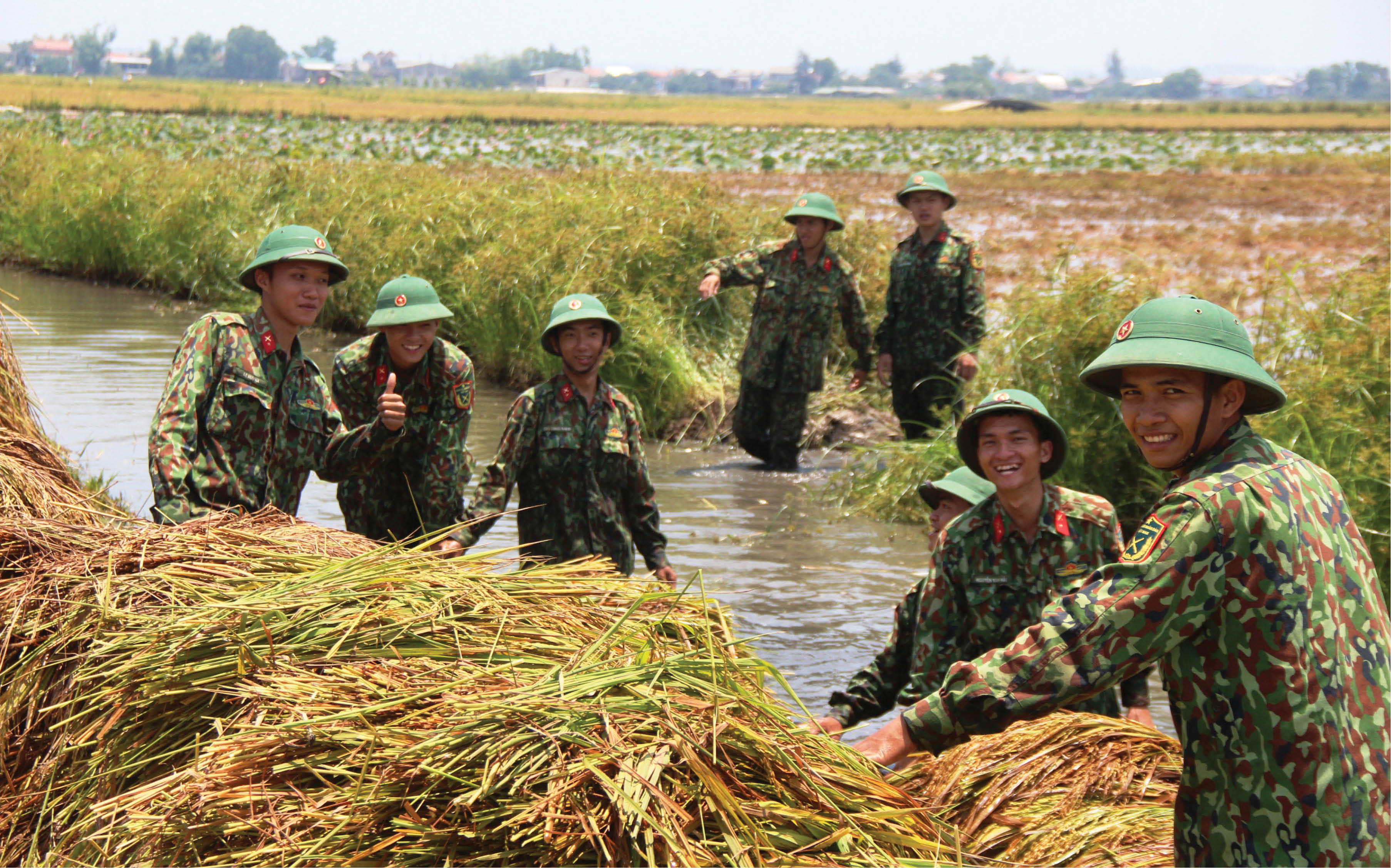 Giúp dân thu hoạch lúa