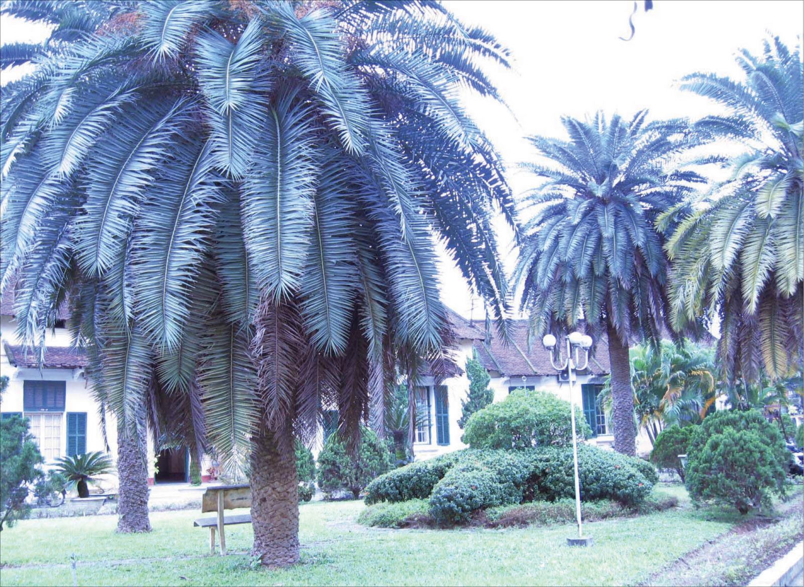 The Canary date palms in Hue now have their successors