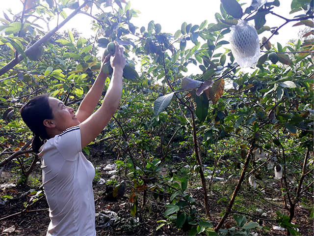 “Kiện tướng nông dân” trên xã biên giới