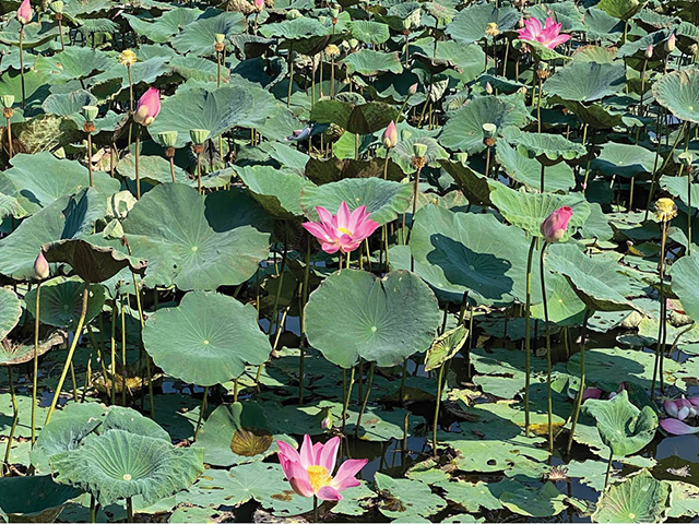 Gorgeous lotus in the Ancient Capital