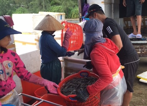 Dân Ngũ Điền trắng tay tôm nuôi vụ hè