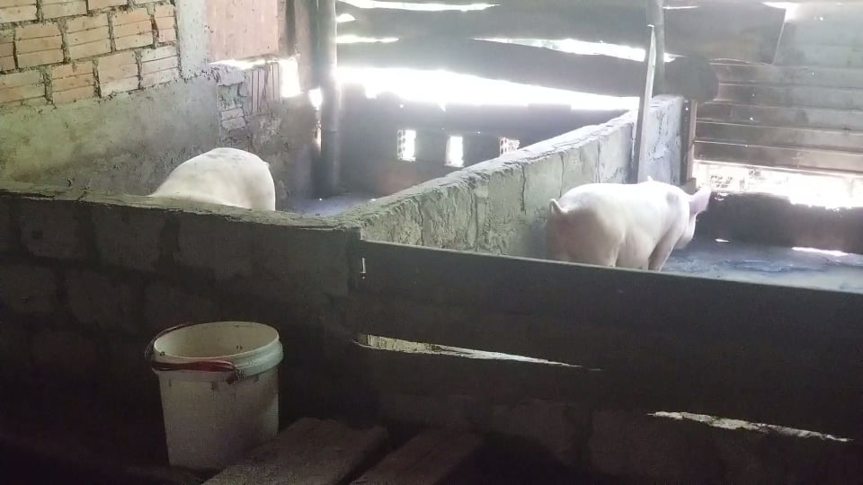 Một nhà nuôi heo, nhiều nhà phố vạ lây