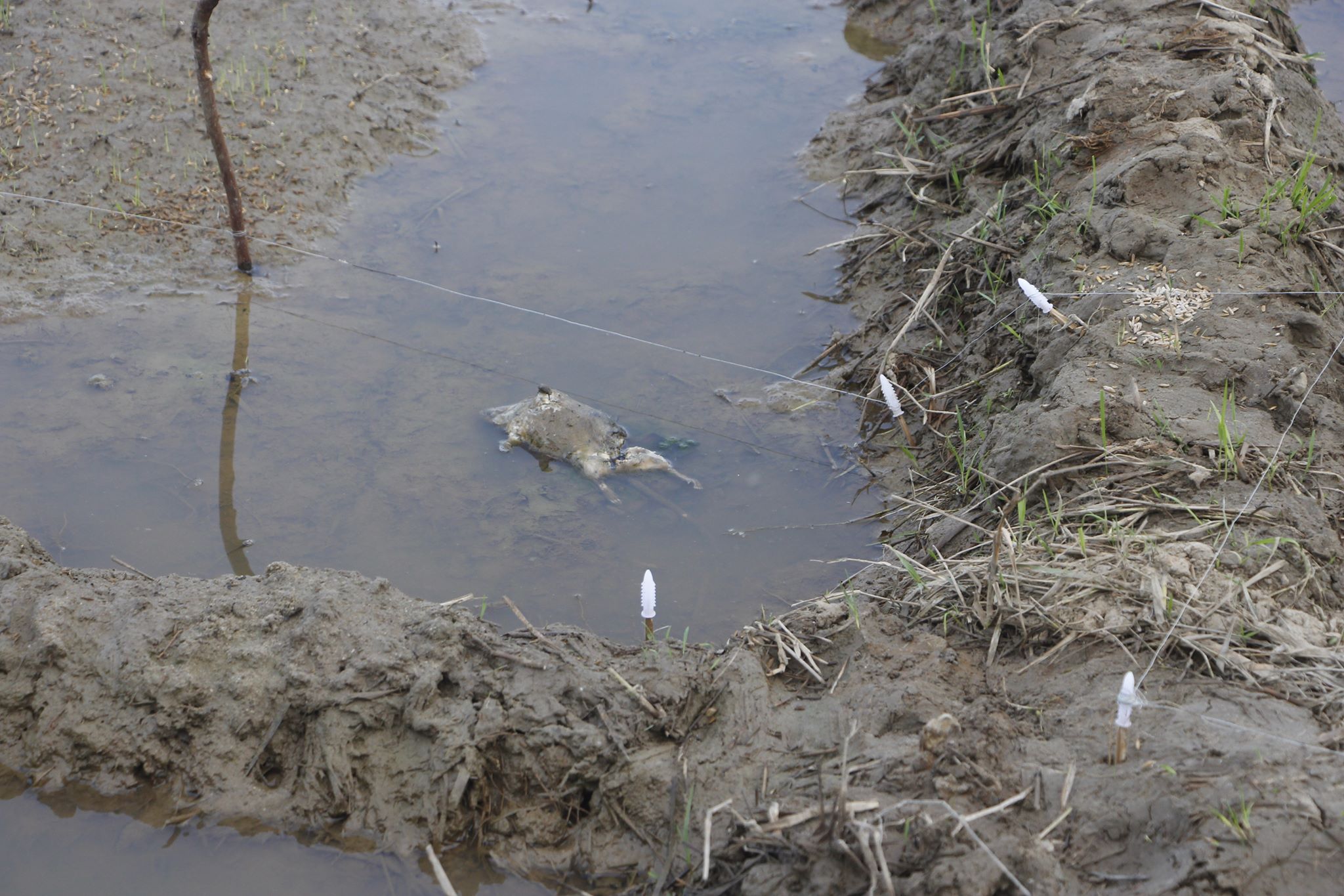 Ẩn họa  diệt chuột bằng xung điện