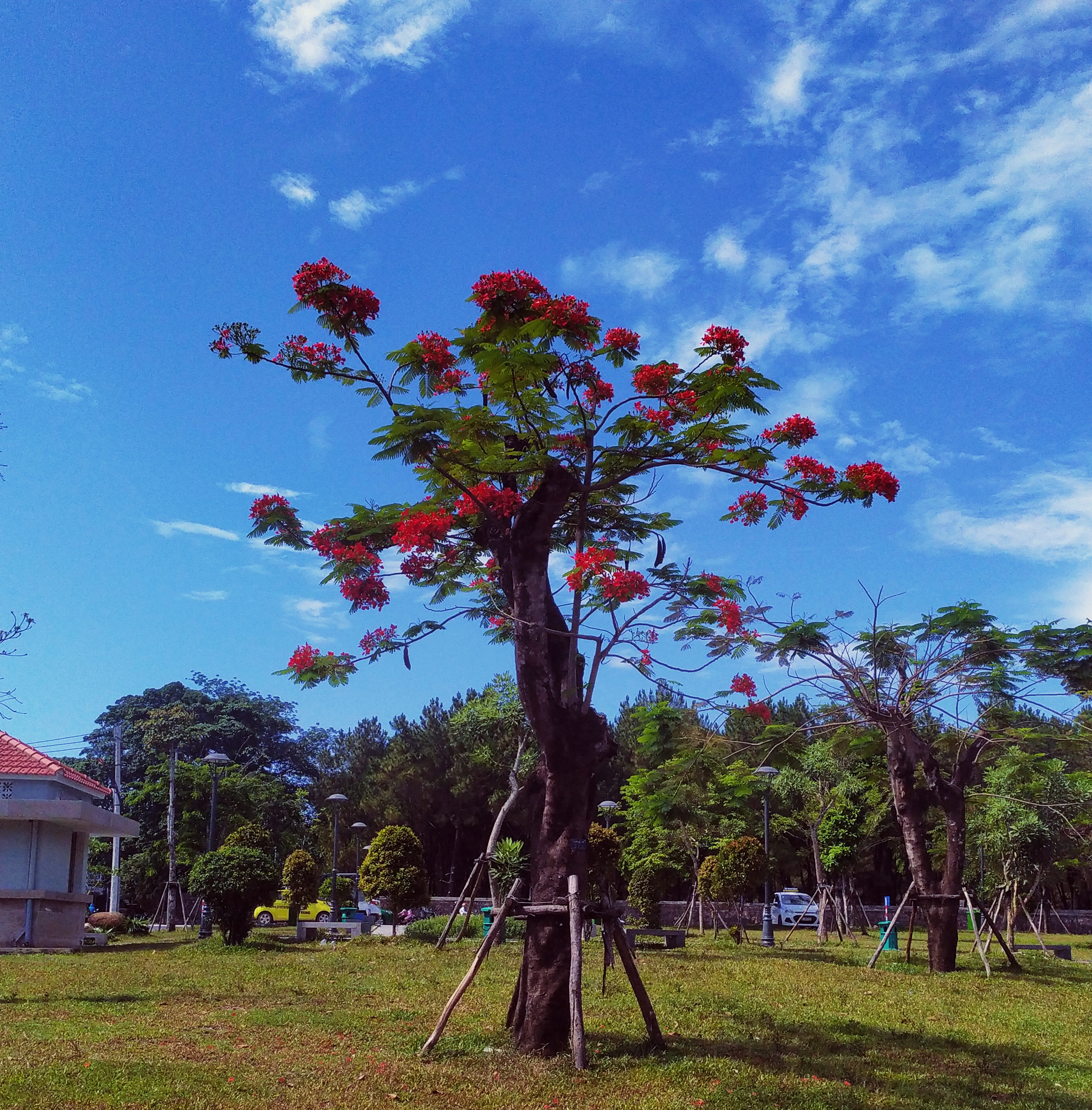 Không nên triệt hạ hàng loạt cây phượng đỏ như nhiều trường học ở TP Hồ Chí Minh