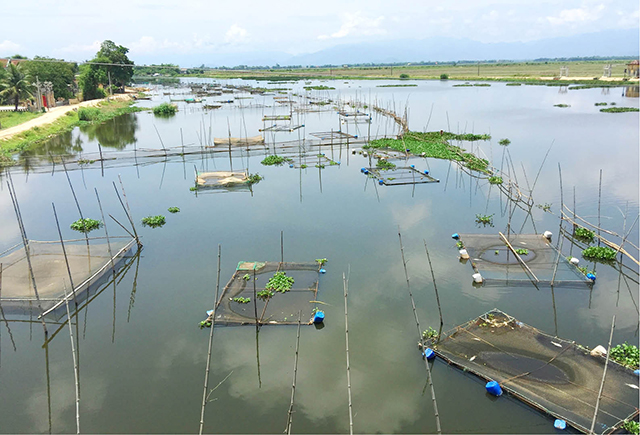 Hướng mở cho nuôi cá lồng trên sông Đại Giang